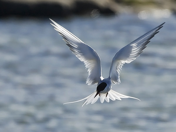 Kalatiira, Common Tern, Sterna hirundo